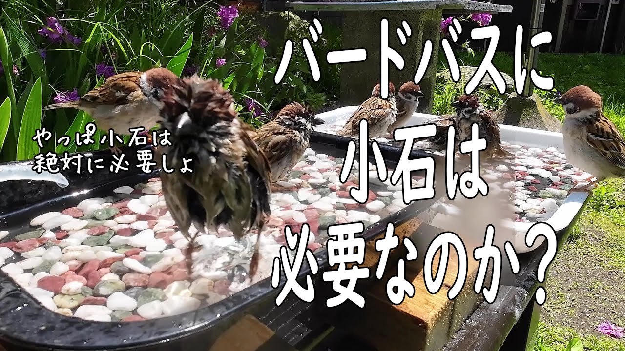 バードバスに小石は必要なのか検証してみました。【オリジナルバードバス】