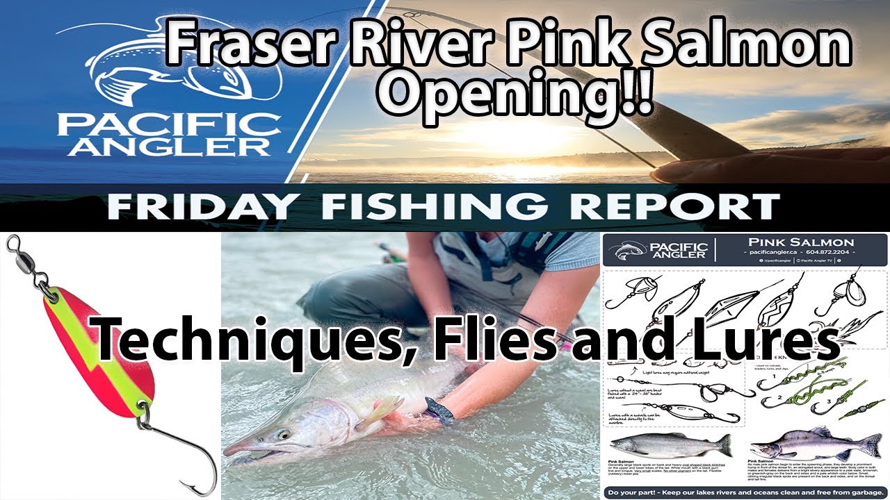 Vancouver Fishing Report - Fraser River Pink Salmon Opening + Update // Thanks DFO