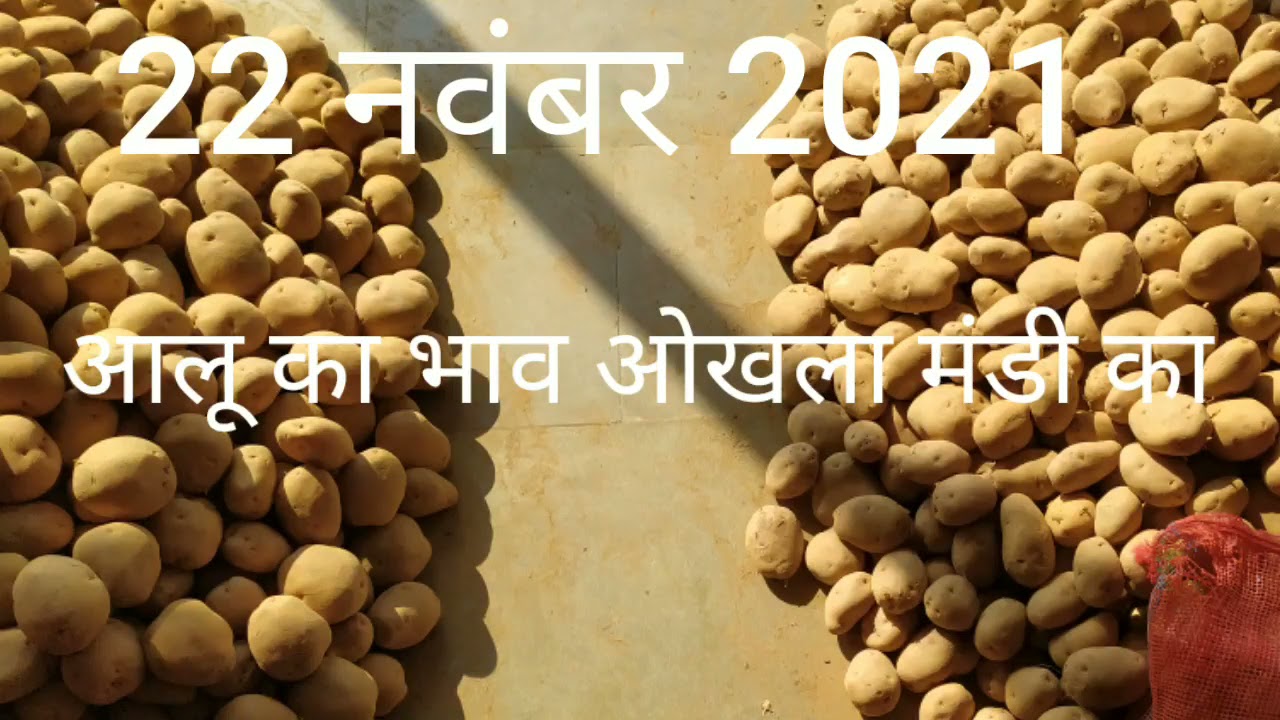 How To Potato Price Today 22 November 2021 of Okhla Mandi