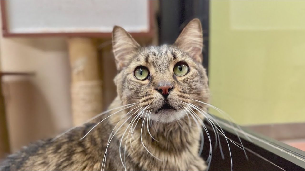 Second Chance: Bonded cat pair Heidi & Jack