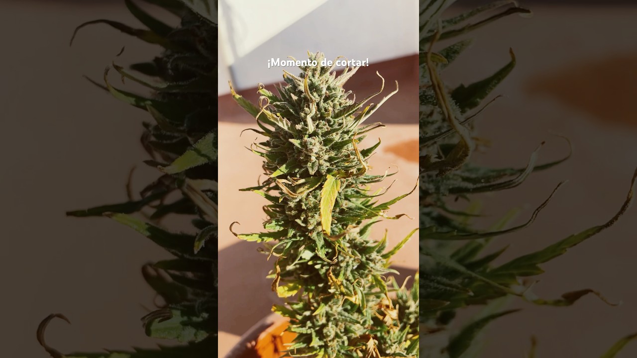 &iexcl;Mira estos cogollos! 🌿🔥 Autofloreciente lista para cortar #autofloreciente #cultivoindoor #cosech