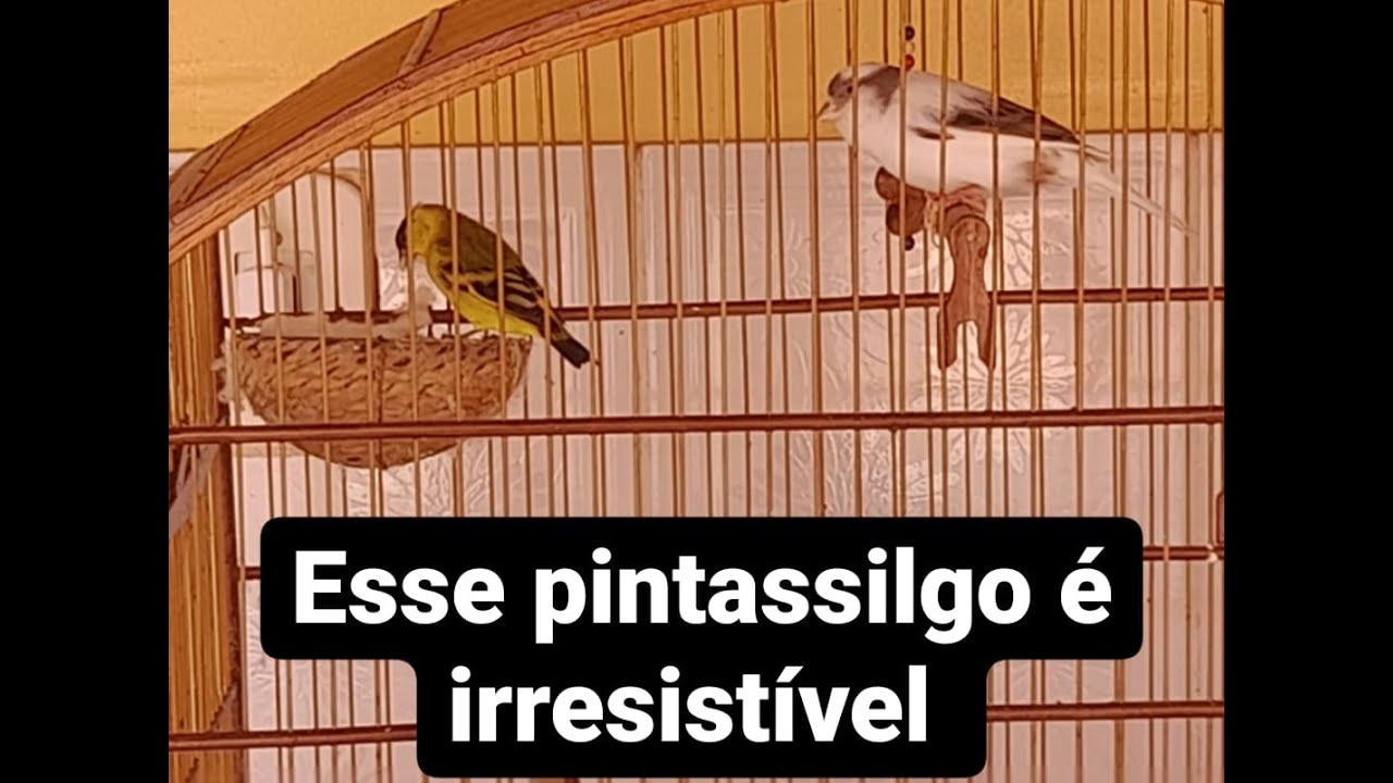 Fazendo a Canaria Belga Aceitar o Pintassilgo Parte 02...  Vejam o Detalhe de Quando ele pega ela...