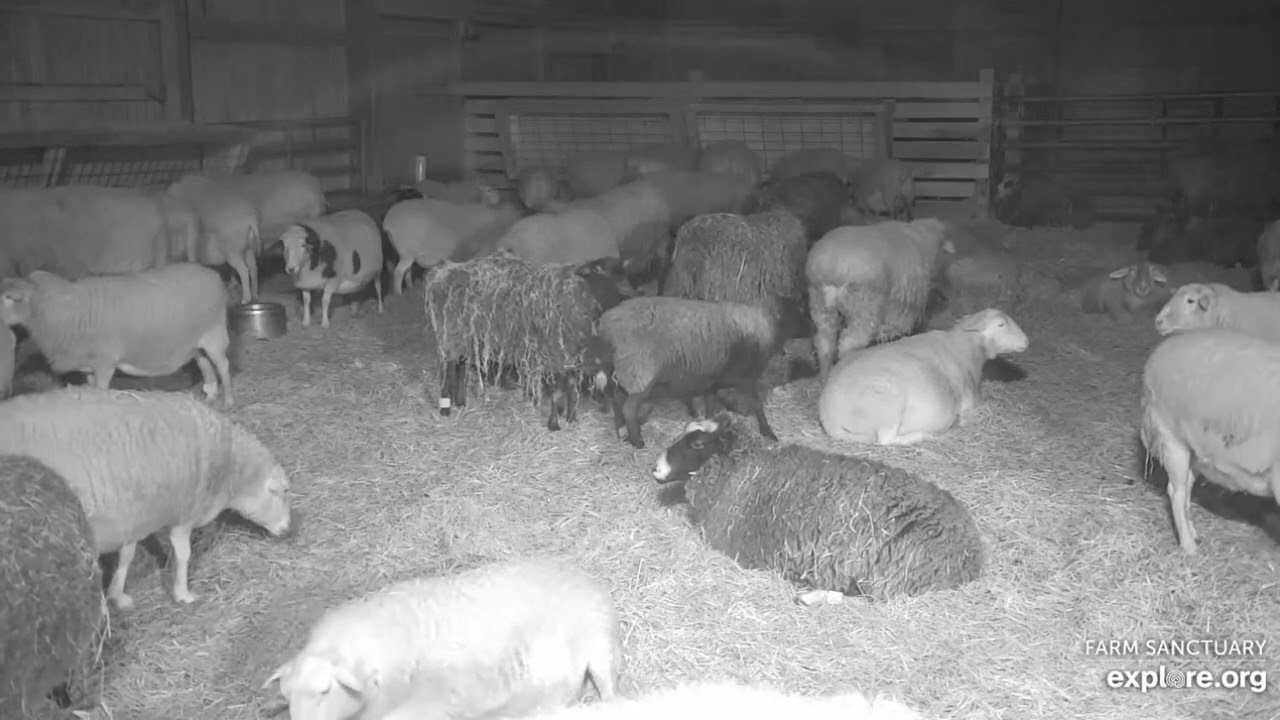 Farm Sanctuary Sheep Barn Spooked early pm then misc scenes calm again  2252026 explore.org