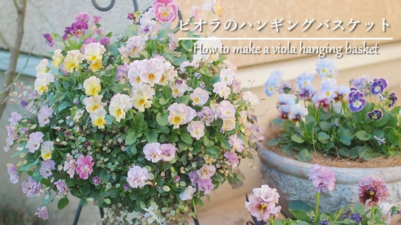 《ビオラのハンギングバスケットの作り方》ふんわり可愛い🌸春まで長く咲く《T's Gardenのガーデニング》