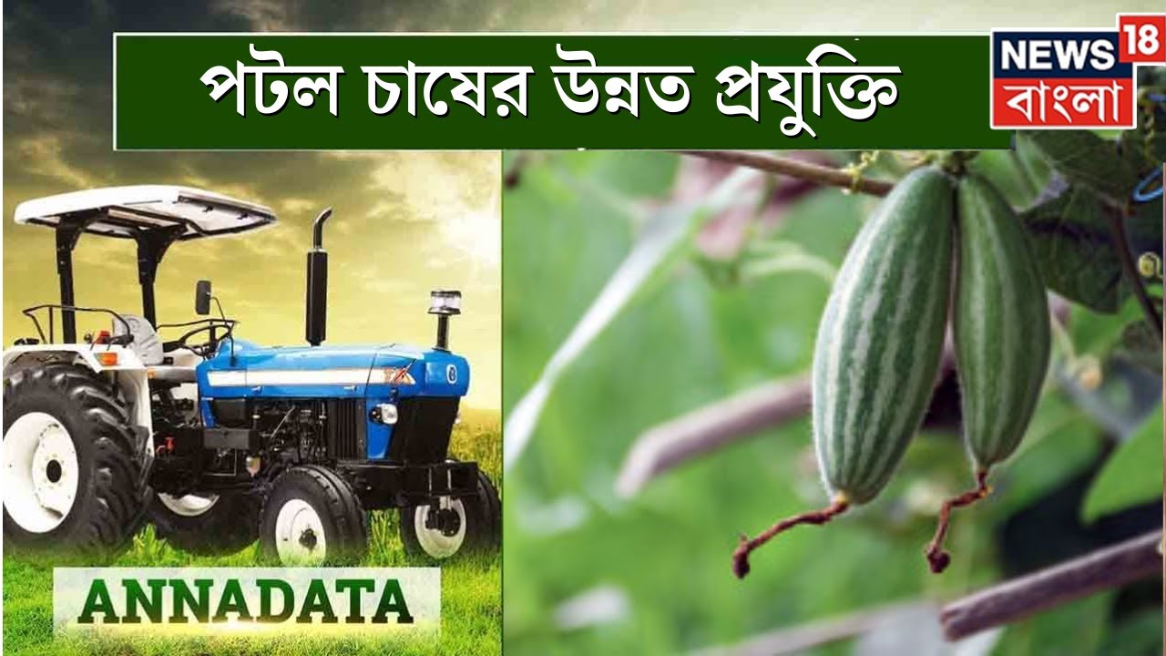 Annadata : পটল চাষের উন্নত প্রযুক্তি, দেখুন অন্নদাতা । Bangla News