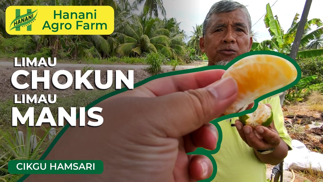 Limau Chokun & Limau Manis | Hanani Agro Farm