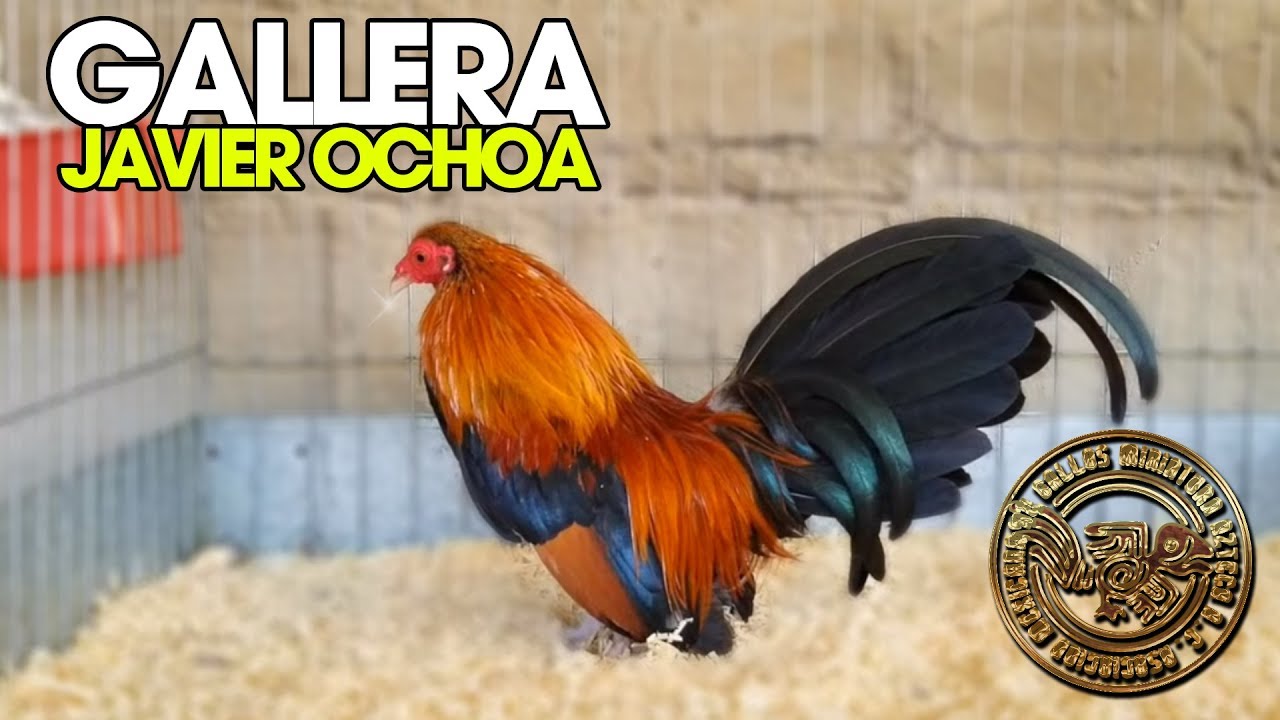 Visita Criadero de Javier Ochoa Miniatura Kikirikis Aztecas