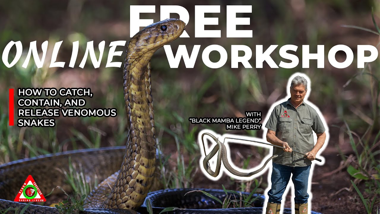 How to handle venomous snakes | Venomous snake handling | Snake handling Techniques #snakehandling