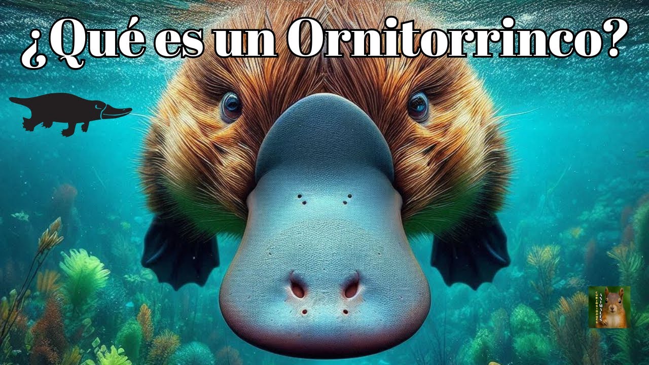 El Ornitorrinco - El Animal M&aacute;s EXTRA&Ntilde;O de la Naturaleza!