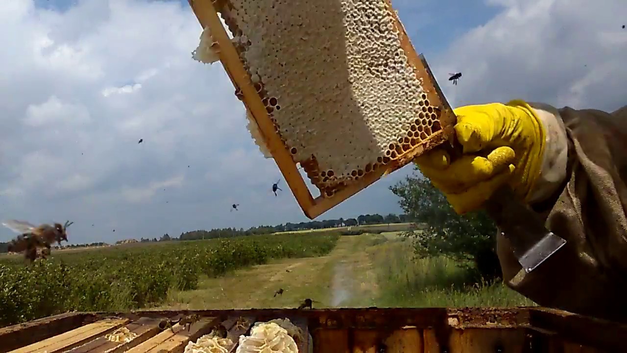 Miodobranie facelia+rzodkiew oleista-06.2016