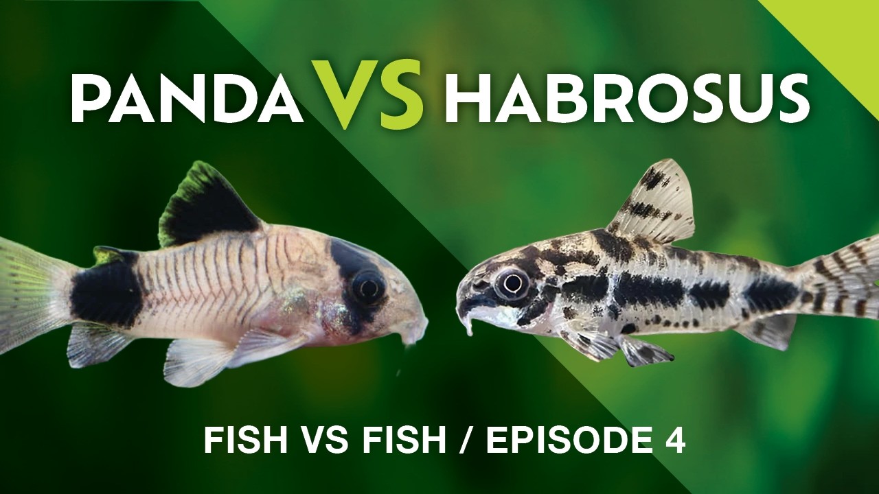 Panda Cory VS Habrosus Cory: Which is Right For You?