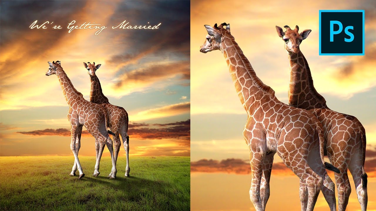 Photoshop Tutorial Manipulation - Giraffe Love