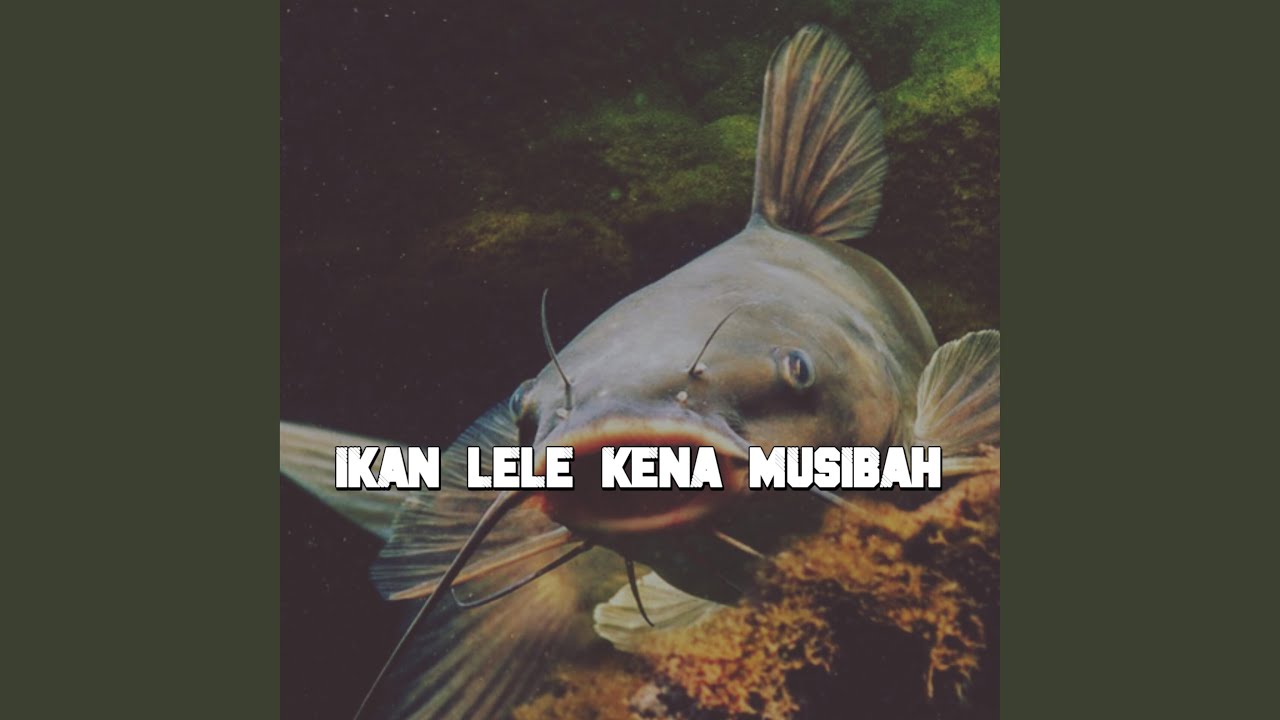 IKAN LELE KENA MUSIBAH