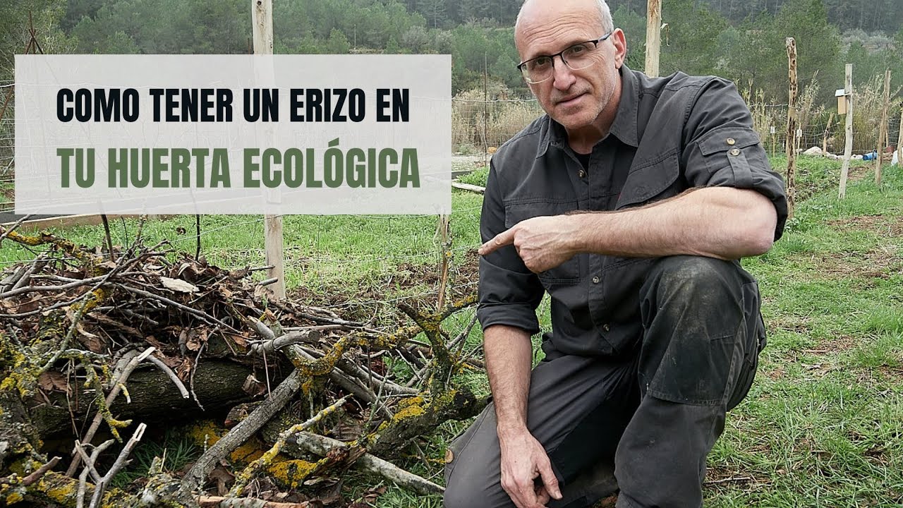 Como atraer un erizo a tu huerta ecológica y fomentar la biodiversidad.
