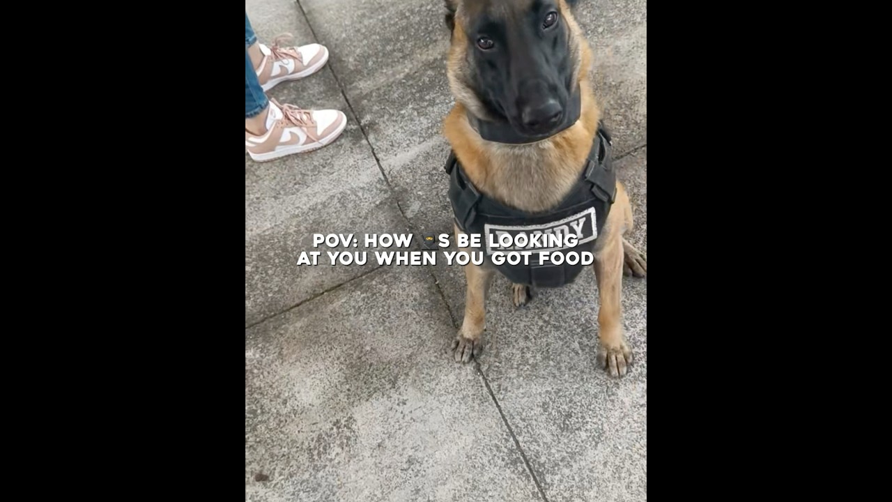 Way too real 😭 // #randy #policedog #police #real #relatable #pov #edit #recommended #shorts