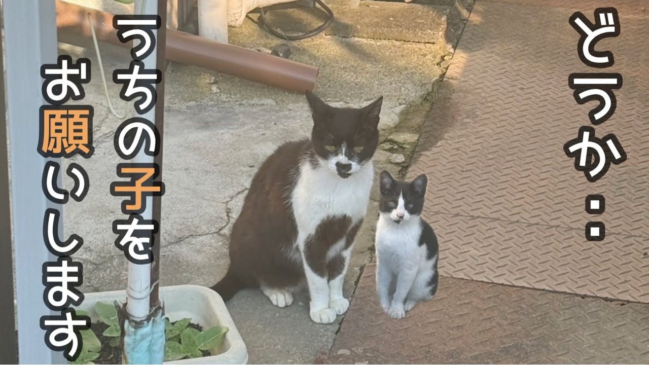 お母ちゃんが必死に守ってきた子を保護する事になりました。