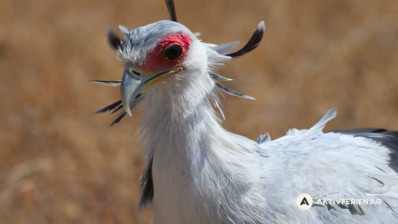Tanzania Tierbilder