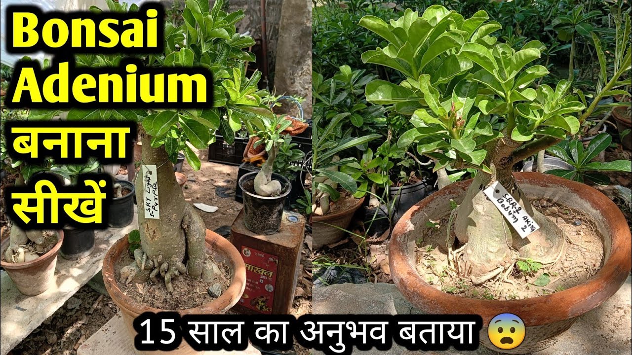 Bonsai Adenium बनाने का आसान तरीका🌵😨 #adenium #bonsai #howto