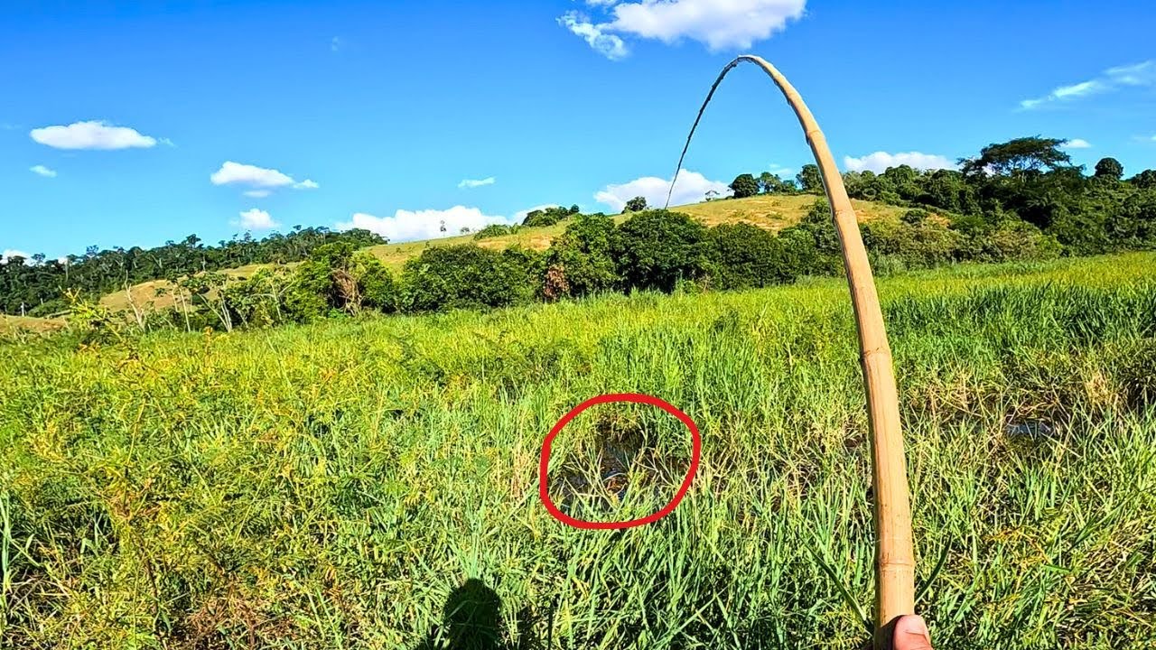 O PREDADOR DO CÓRREGO QUASE QUEBRA TUDO, MAS DESSA VEZ ELE SE LASCOU! Pescaria Caipira