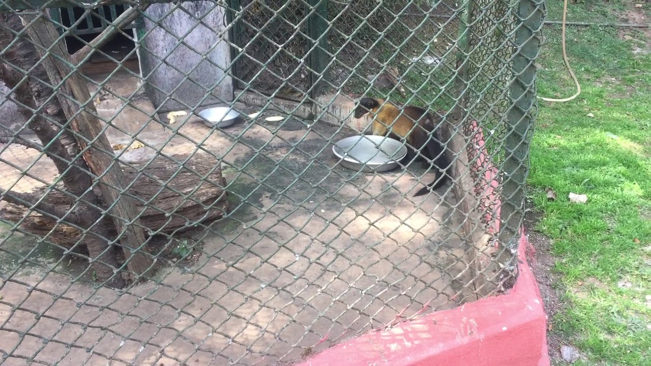 Shillong zoo (Himalayan yellow throated marten)