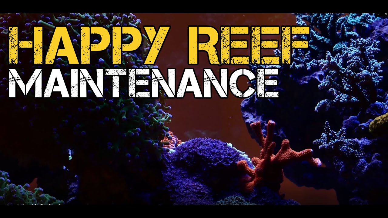 How I Maintain My Reef tank
