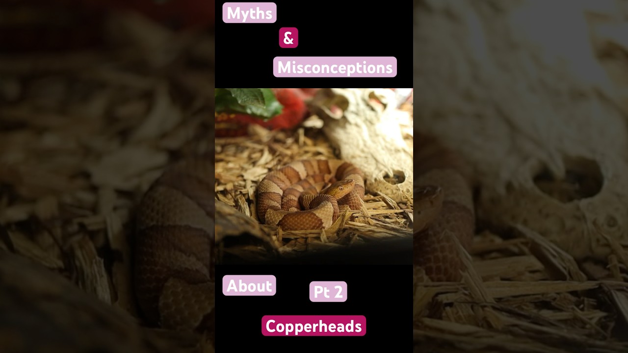 Copperhead EXPERT Reveals Surprising Myths and Misconceptions pt 2
