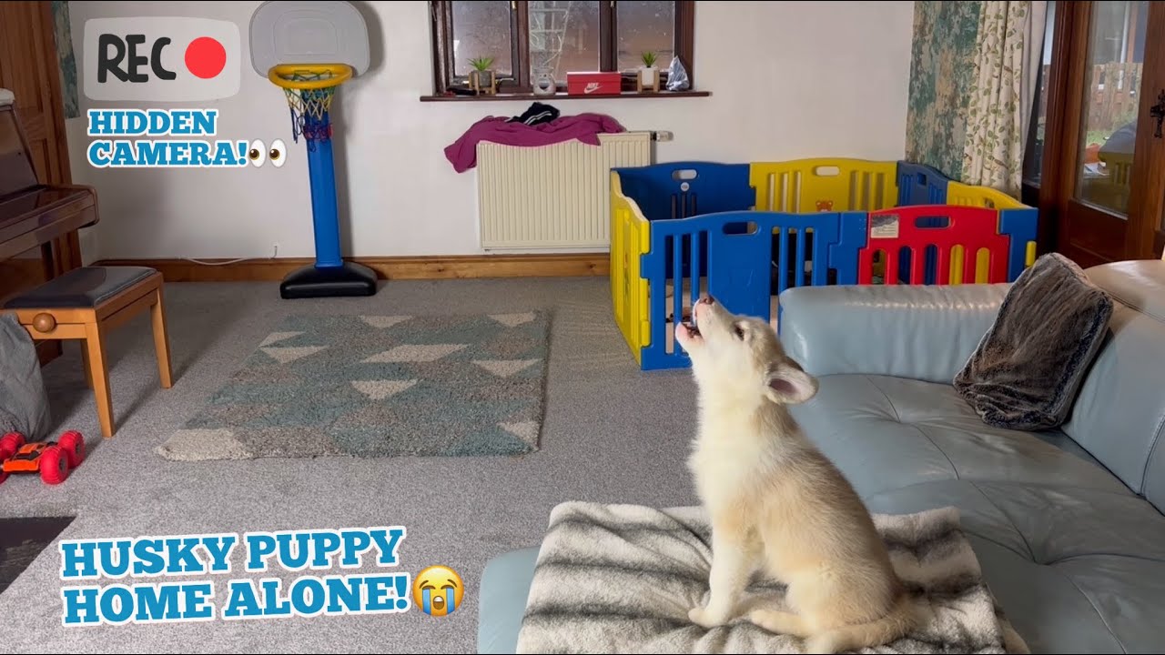 What My Husky Puppy Does When HOME ALONE!😭. [HE HOWLS!!][HIDDEN CAMERA!]