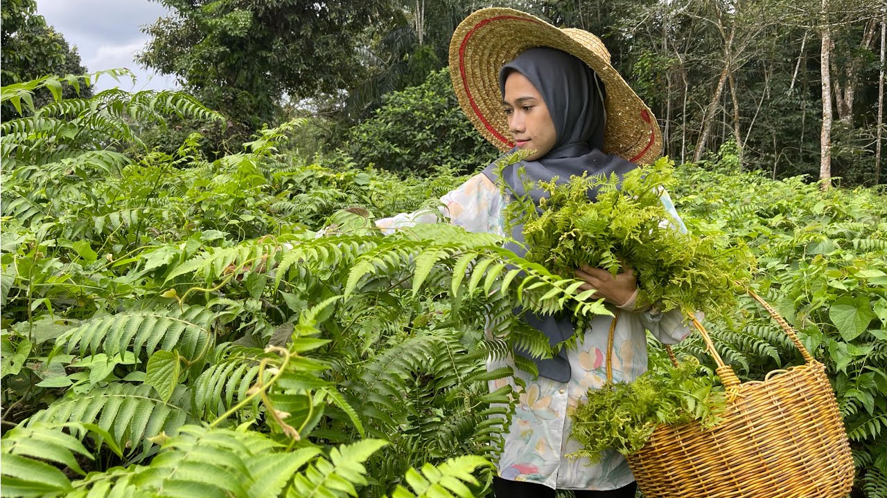 MASUK HUTAN CARI SAYUR LIAR YANG SEGAR | Pucuk paku