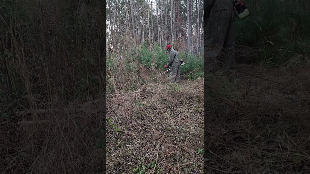 Brush Cutting ,Clear thick brush, shrubbery, weeds,briar 