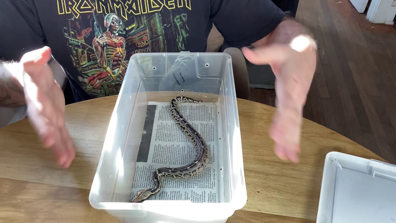 Episode 7: Taming blood and short tail pythons: Building a lasting working relationship