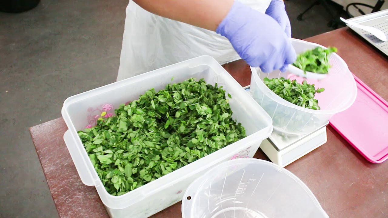#CONNECTProject: Postharvest processing of moringa leaves