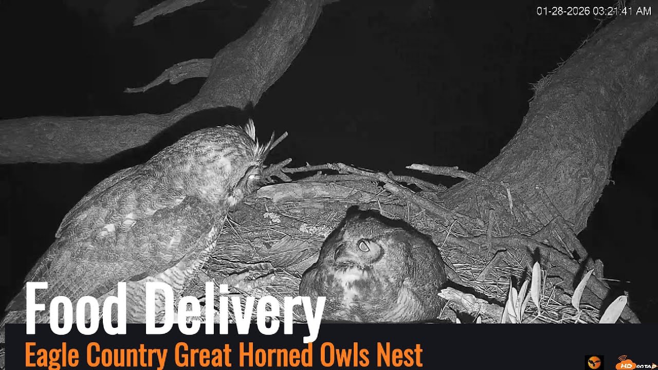 Eagle Country Great Horned Owl Nest - Male Delivers Food to the Female 01/28/26