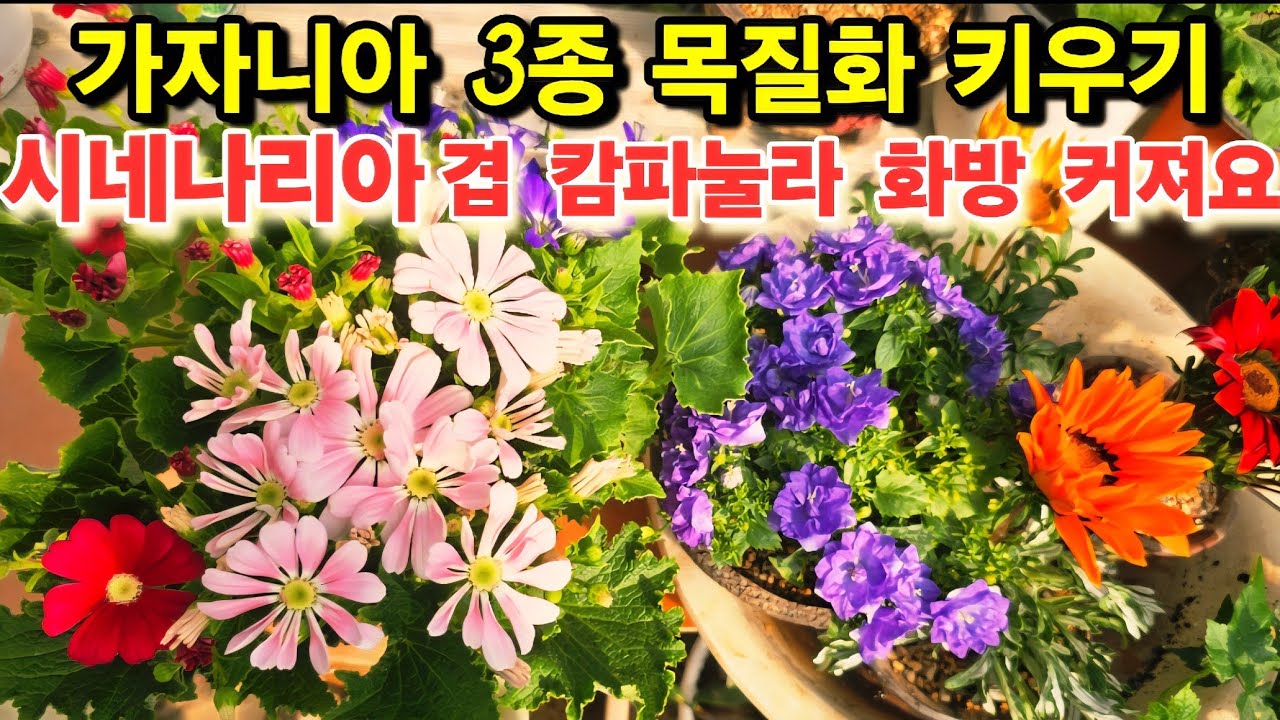 가자니아 3종 목질화 세네나리아 분갈이 흙 물 관리 겹 캄파눌라 화방 키우기