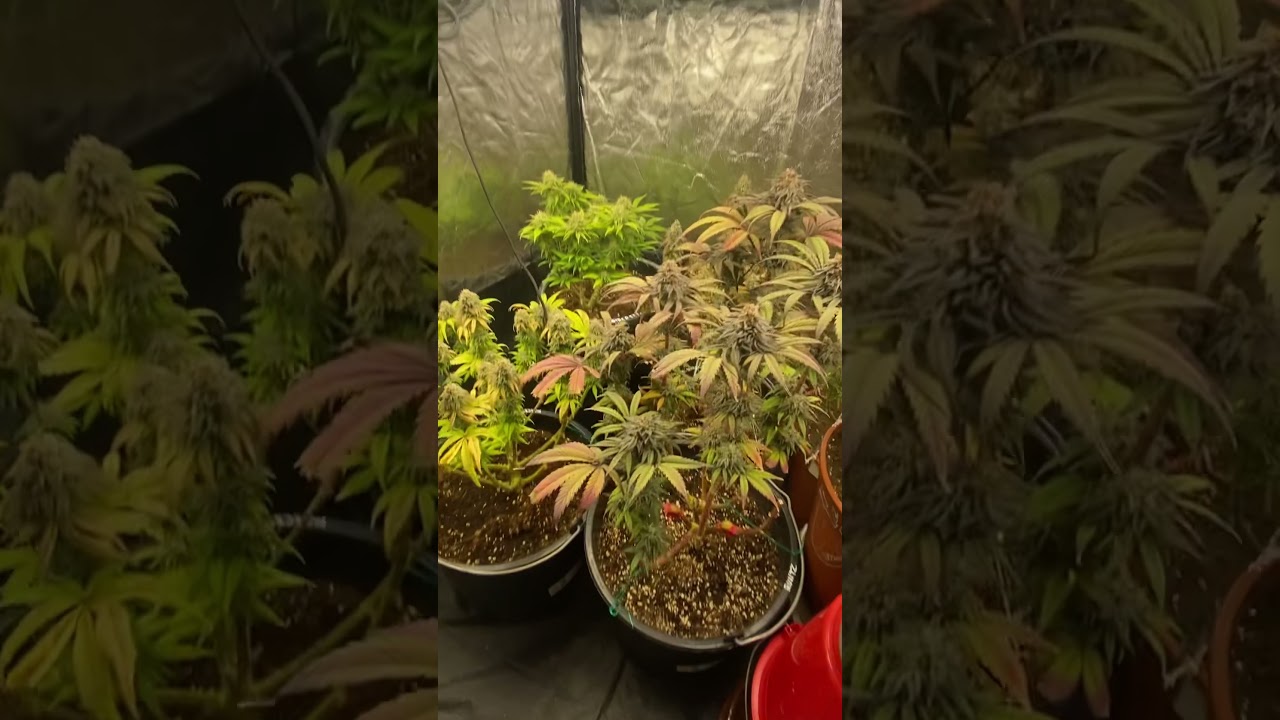 Oreoz Strain and Runtz and Purple Queen and Black Orchid - Home Grow 2025