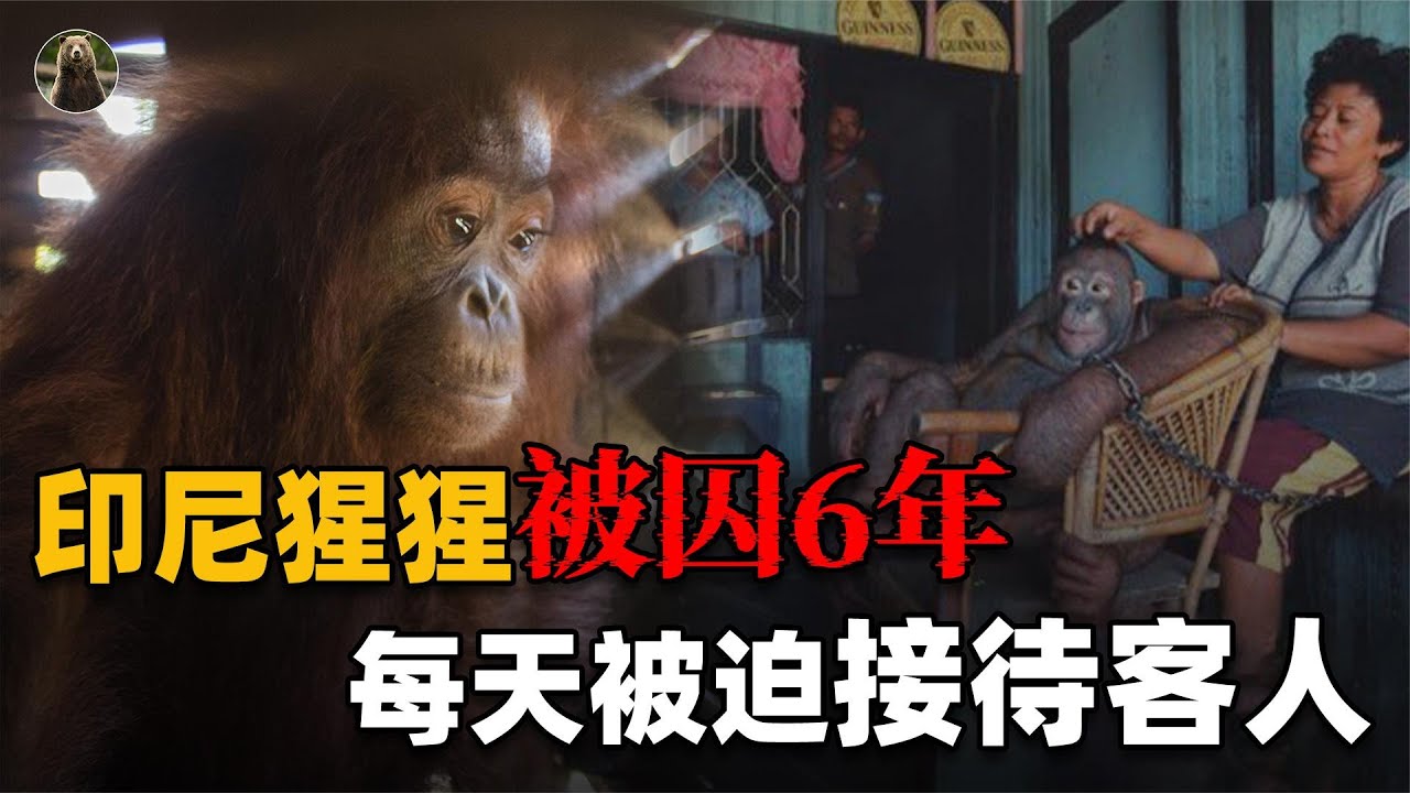 2003年，印尼村民侵犯红毛猩猩，囚禁6年后猩猩至今生活不能自理