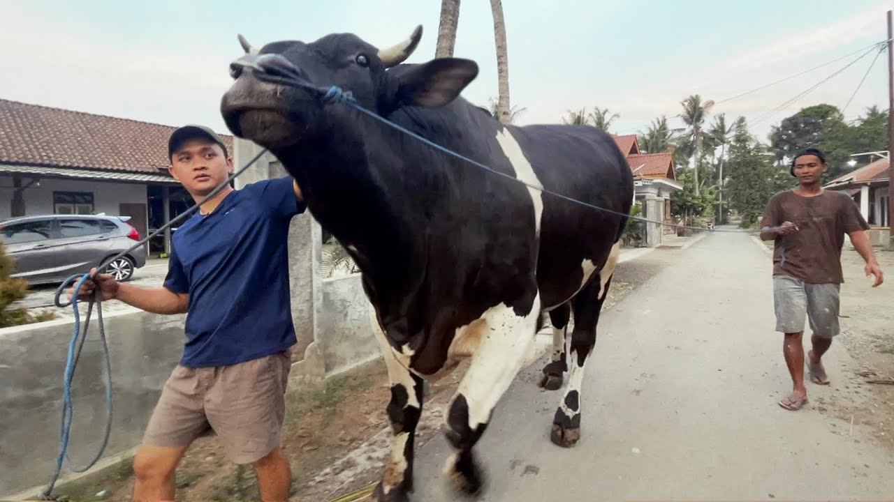 DILUAR EKSPETASI !! CEK BOBOT CONDROSIMO PASCA SAK1T