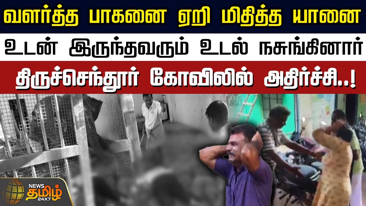 வளர்த்த பாகனை ஏறி மிதித்த யானைஉடன் இருந்தவரும் உடல் நசுங்கினார் | Thiruchendur | Elephant Issue