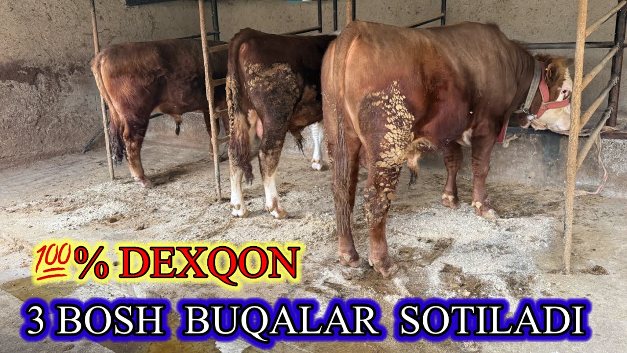 💯% DEXQON . 3 BOSH  BOQMA ZO’’R  BUQALAR SOTILADI. Dastafka yuq,