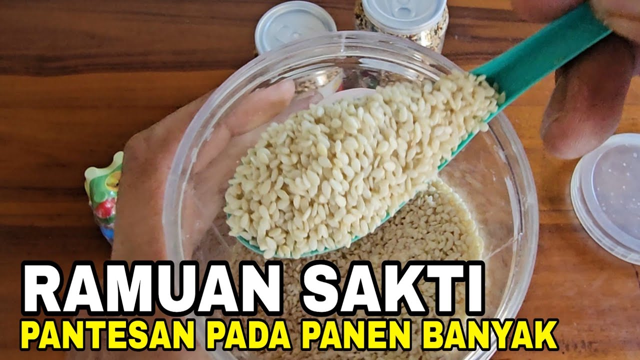 KITA BONGKAR‼️ PERMASALAHAN TERNAK KENARI YANG SELAMA INI BIKIN PUSING.