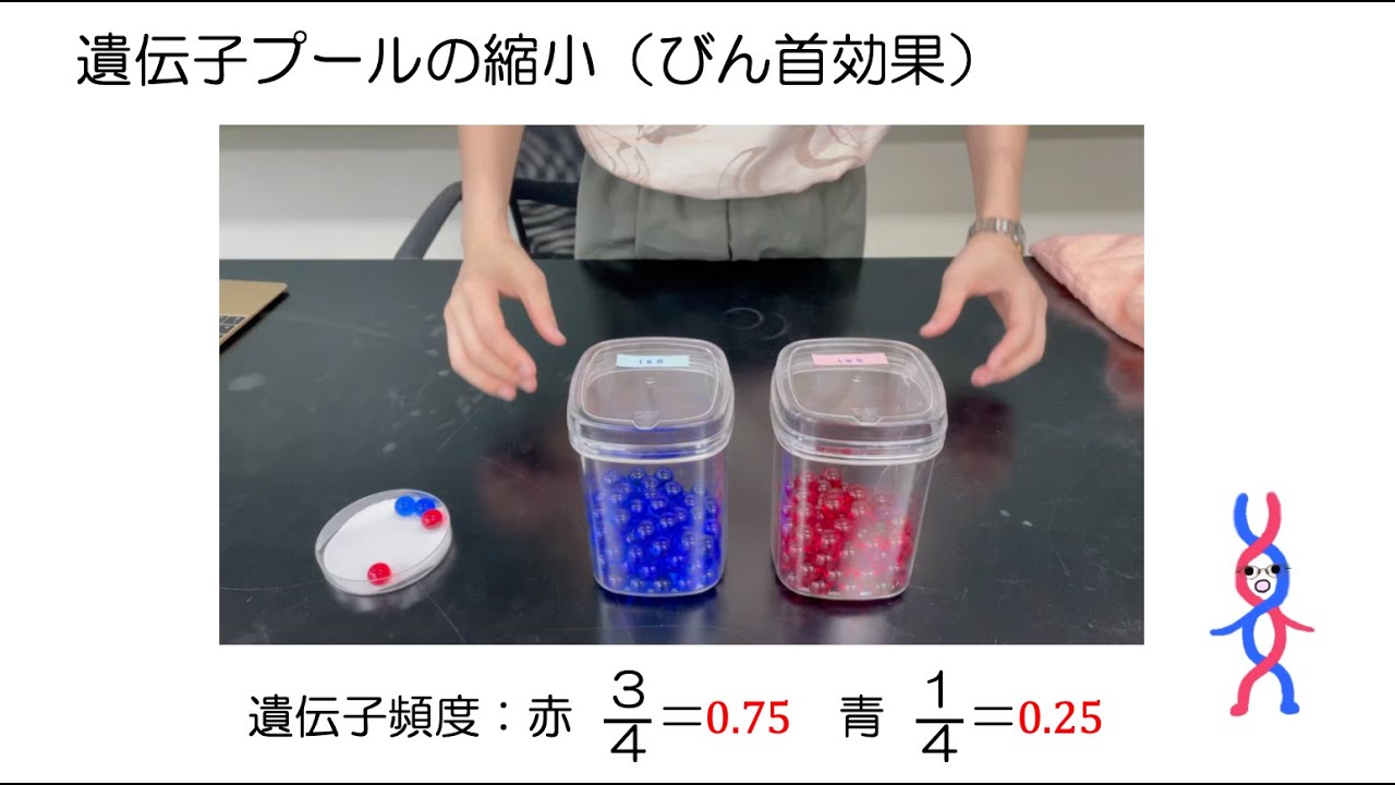 高校生物「実験　遺伝的浮動」2023