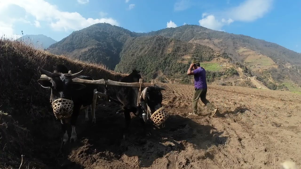 Potato Plantation आलुमकै रोपाई 