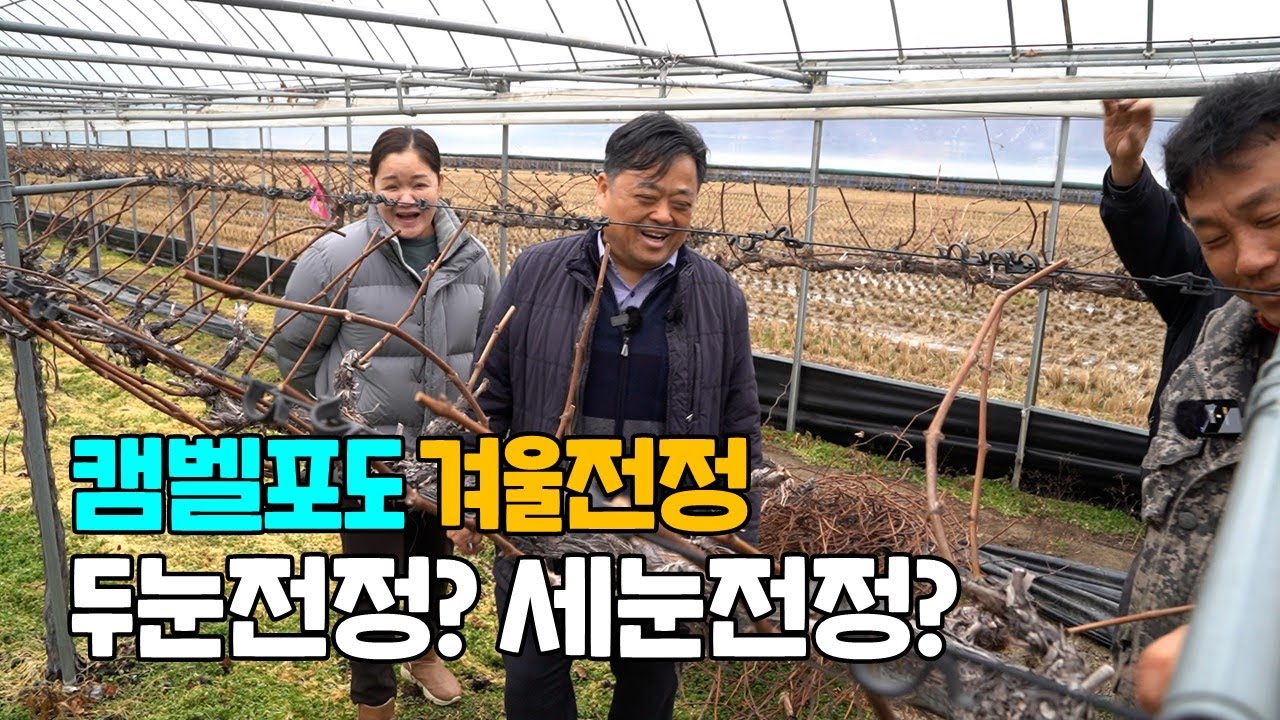 캠벨포도 겨울전지 두눈전정? 세눈전정? 전지방향은 어느쪽으로?