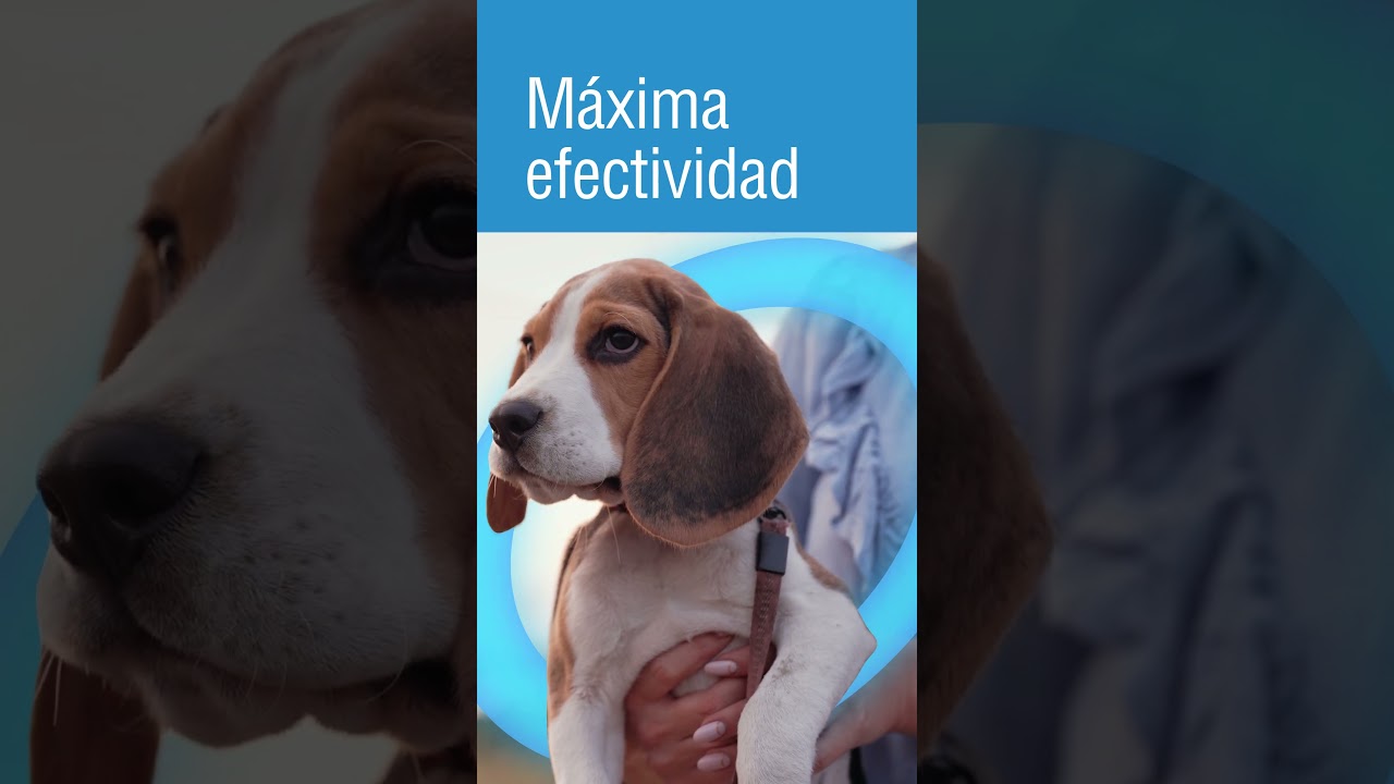 #BioCan #protecci&oacute;n #vacunas #perros  #veterinariodeconfianza #mascotas  #gatos #atencionveterinaria
