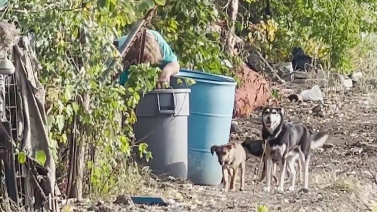 Dozens of dogs on junk-filled property in Missouri cause concern