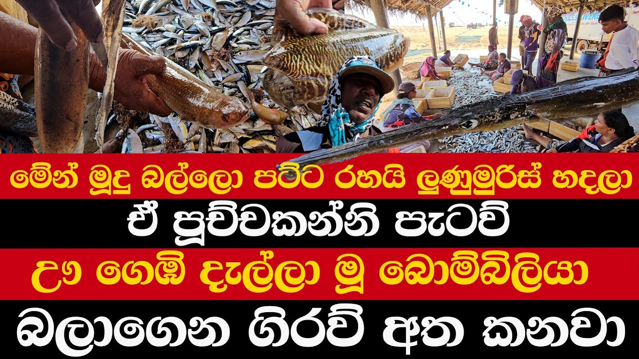 මේ මූදු බල්ලො පට්ට රහයි ලුණුමුරිස් හදලා | පූච්චකන්නි පැටව් | අන්න බොම්බිලියා | බලාගෙන ගිරව් අත කනවා