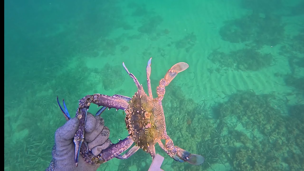 Perth Metro shore dive for blue swimmer crabs