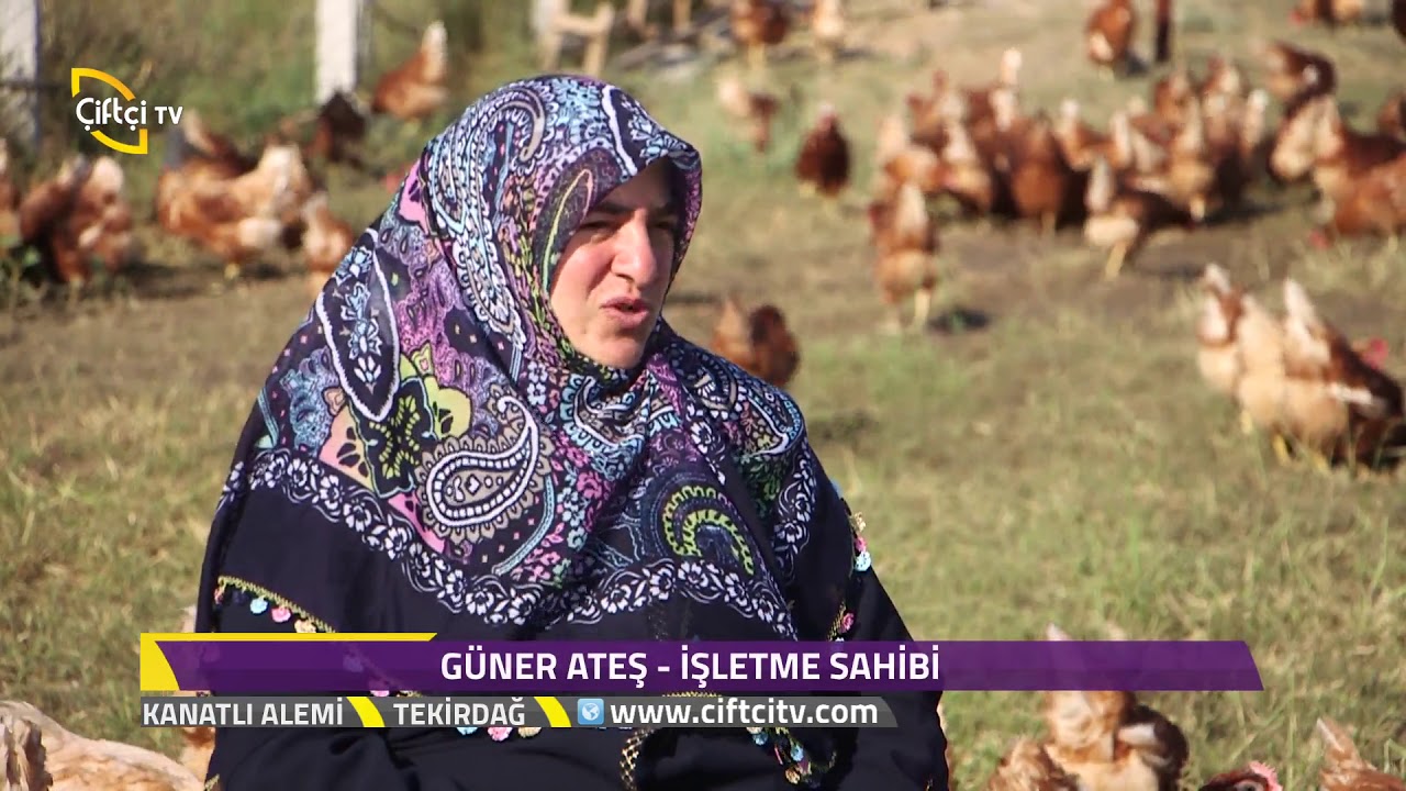 Kanatlı Alemi  - Tekirdağ - Yumurta Tavuğu Yetiştiriciliği