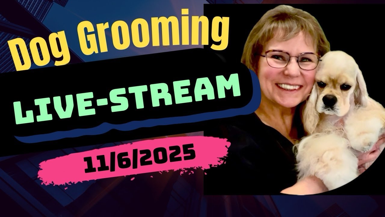 Dog Grooming Livestream. Dog haircuts, dog bathing, nail clipping. Dog Grooming Tampa. Pet Grooming.