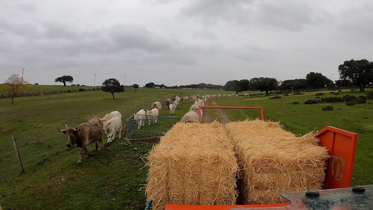 ACROTALANDO A LAS VACAS... TENEMOS UN ACCIDENTE