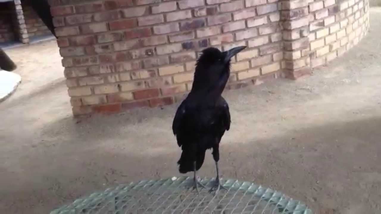 Barking mad crow in Keetmanshoop
